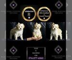 Small #1 Maltipoo