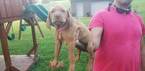 Small Photo #1 Vizsla Puppy For Sale in NICHOLASVILLE, KY, USA