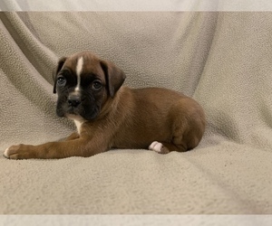 Boxer Puppy for Sale in DEMOREST, Georgia USA