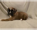 Small Photo #1 Boxer Puppy For Sale in DEMOREST, GA, USA