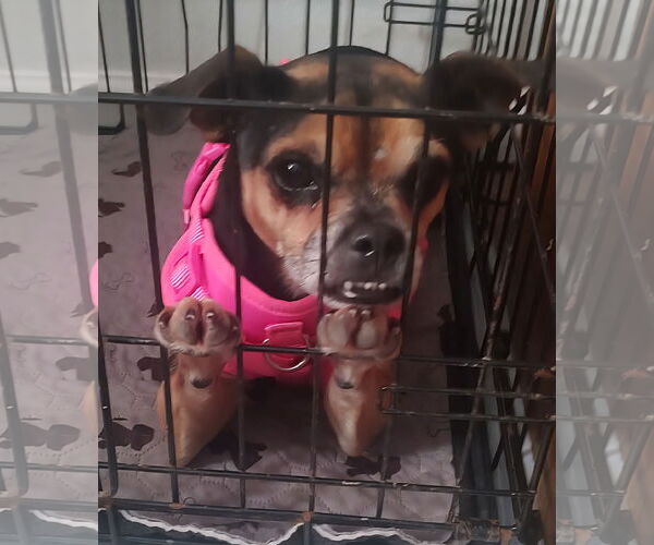 Medium Photo #4 Buggs Puppy For Sale in Alexander, AR, USA