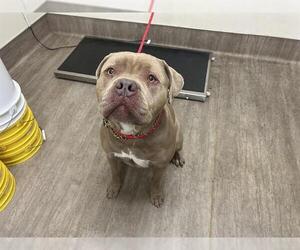 American Pit Bull Terrier Dogs for adoption in Pasadena, CA, USA