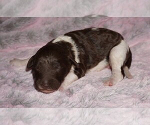 Labradoodle mix (+ Poodle Standard) Puppy for Sale in LA HABRA, California USA