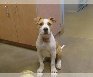 Mutt Dogs for adoption in Sacramento, CA, USA
