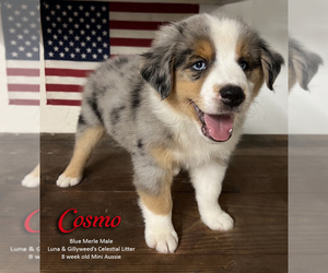 Miniature Australian Shepherd Puppy for sale in SARASOTA, FL, USA