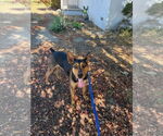 Small #4 German Pinscher Mix