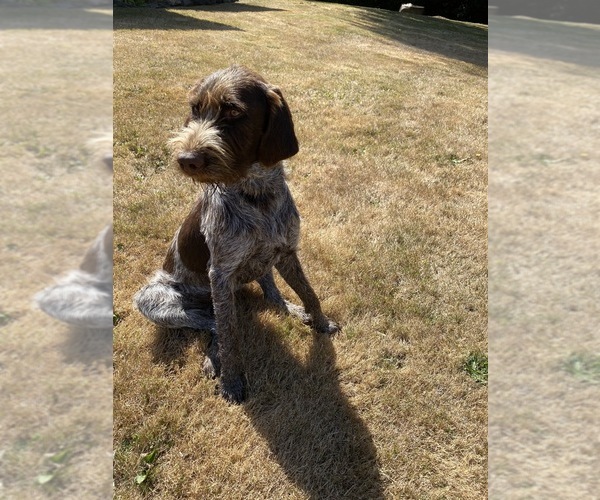 Medium Photo #1 German Wirehaired Pointer Puppy For Sale in PORT ORCHARD, WA, USA