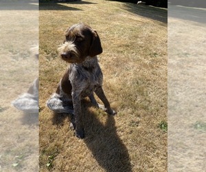 German Wirehaired Pointer Puppy for sale in PORT ORCHARD, WA, USA