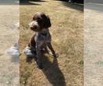 Small Photo #1 German Wirehaired Pointer Puppy For Sale in PORT ORCHARD, WA, USA