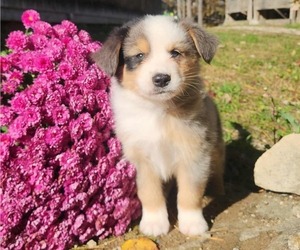 Miniature Australian Shepherd Puppy for sale in SANDOWN, NH, USA
