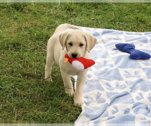 Medium Photo #4 Labrador Retriever Puppy For Sale in SYRACUSE, IN, USA