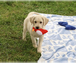 Roger - Male Labrador Retriever Puppy for Sale - Photo #4