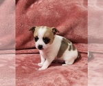 Puppy Rocky Chihuahua