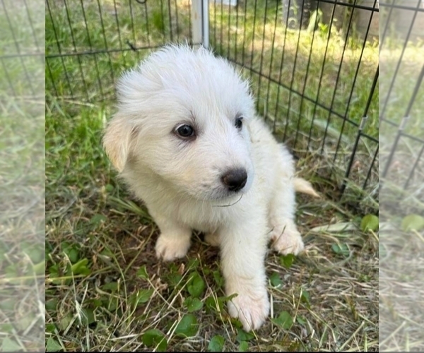 Medium Photo #4 Anatolian Shepherd-Great Pyrenees Mix Puppy For Sale in OAKDALE, CA, USA