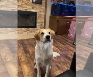 Golden Pyrenees Dogs for adoption in Sheridan, CO, USA