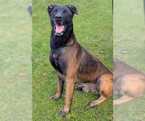 Mutt Dogs for adoption in Fort Lauderdale, FL, USA