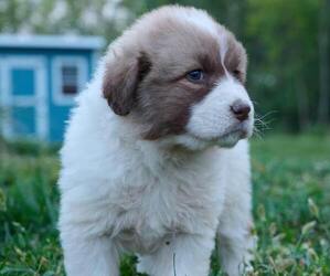 Great Pyrenees Puppy for sale in BOONE, IA, USA