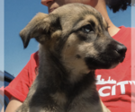 Small #1 Siberian Husky Mix