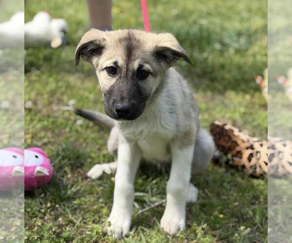 Medium Photo #1 German Shepherd Dog-Great Pyrenees Mix Puppy For Sale in Yardley, PA, USA
