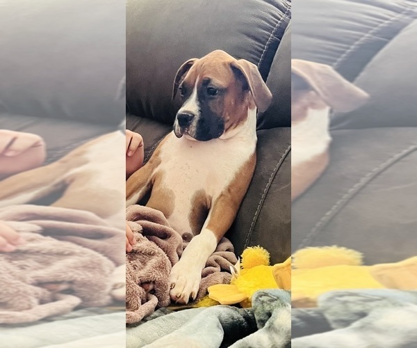 Medium Photo #3 Boxer Puppy For Sale in CLAREMORE, OK, USA