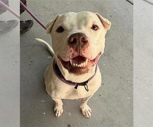 Mutt Dogs for adoption in Las Vegas, NV, USA