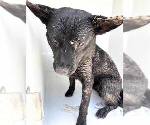 Mutt Dogs for adoption in Houston, TX, USA