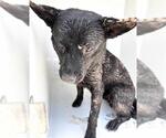 Small Mutt