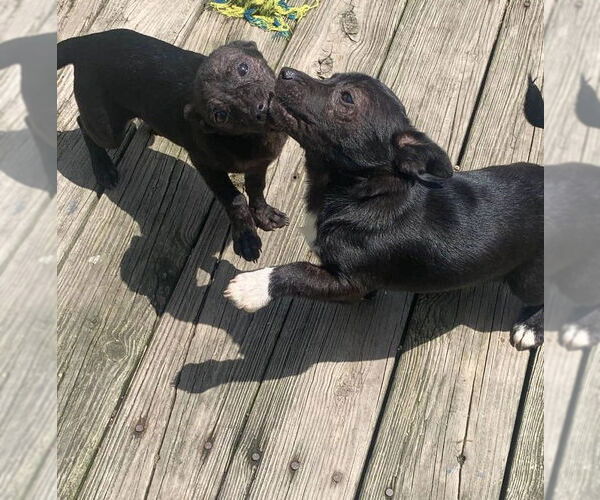 Medium Photo #12 Chihuahua-Unknown Mix Puppy For Sale in Mount Laurel, NJ, USA