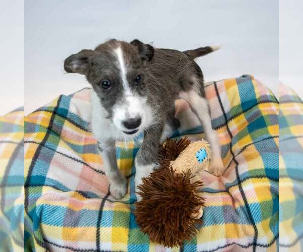 Medium Photo #4 Mutt Puppy For Sale in Kennesaw, GA, USA