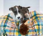 Small #3 Mutt