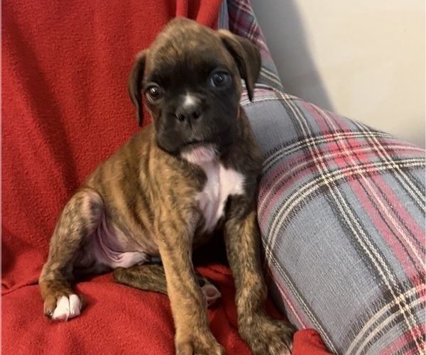 Medium Photo #18 Boxer Puppy For Sale in LANSING, MI, USA