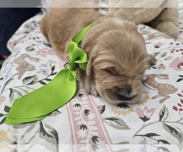 Medium Photo #31 Golden Retriever Puppy For Sale in ORLANDO, FL, USA