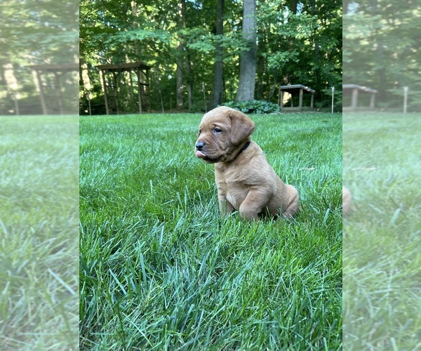 Medium Photo #3 Labrador Retriever Puppy For Sale in PARKESBURG, PA, USA