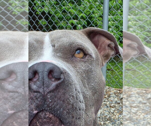 Medium Photo #2 American Staffordshire Terrier Puppy For Sale in Sayreville, NJ, NJ, USA