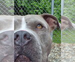 Small #1 American Staffordshire Terrier