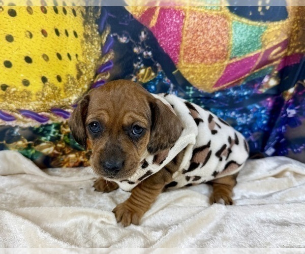Medium Photo #13 Dachshund Puppy For Sale in CASSVILLE, MO, USA