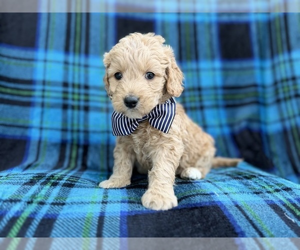 Medium Photo #3 Goldendoodle Puppy For Sale in LAKELAND, FL, USA