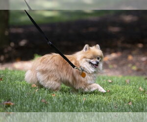 Davis - Male Pomeranian Dog for Adoption - Photo #6
