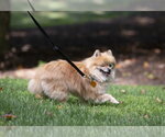 Small #5 Pomeranian