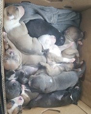 American Pit Bull Terrier Puppy for sale in ATHOL, ID, USA