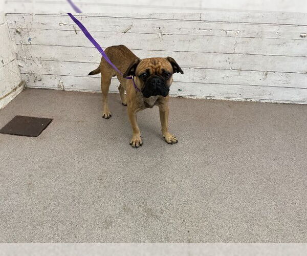 Medium Photo #1 Pug-Unknown Mix Puppy For Sale in San Bernardino, CA, USA