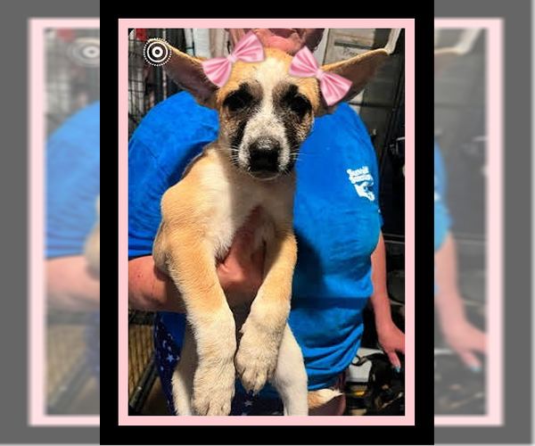Medium Photo #1 Chi-Corgi Puppy For Sale in Mt. Laurel, NJ, USA