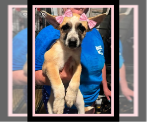Chi-Corgi Dogs for adoption in Mt. Laurel, NJ, USA