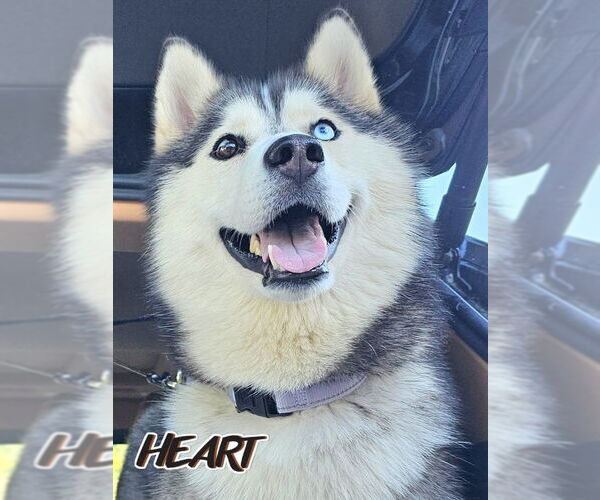 Medium Photo #1 Siberian Husky Puppy For Sale in Severn, MD, USA