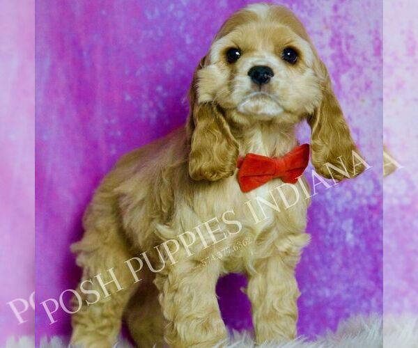 Medium Photo #6 Cocker Spaniel Puppy For Sale in WARSAW, IN, USA