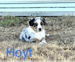 Small Photo #2 Australian Shepherd Puppy For Sale in MALAKOFF, TX, USA