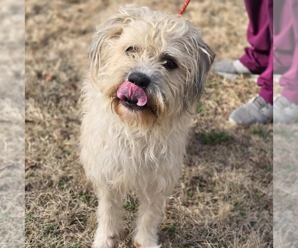 Medium Photo #2 Mutt Puppy For Sale in Yardley, PA, USA