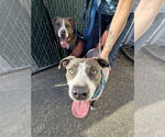 Small #9 American Pit Bull Terrier-Labrador Retriever Mix