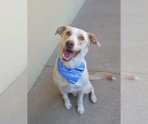 Labrador Retriever-Unknown Mix Dogs for adoption in McKinney, TX, USA