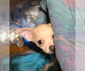 Chihuahua Puppy for Sale in SPRINGFIELD, Ohio USA